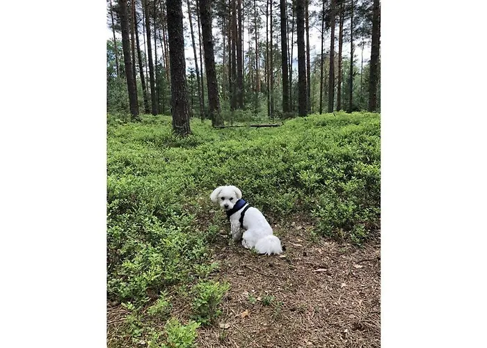 Апартаменты Lovely In Putbus Hambuhren